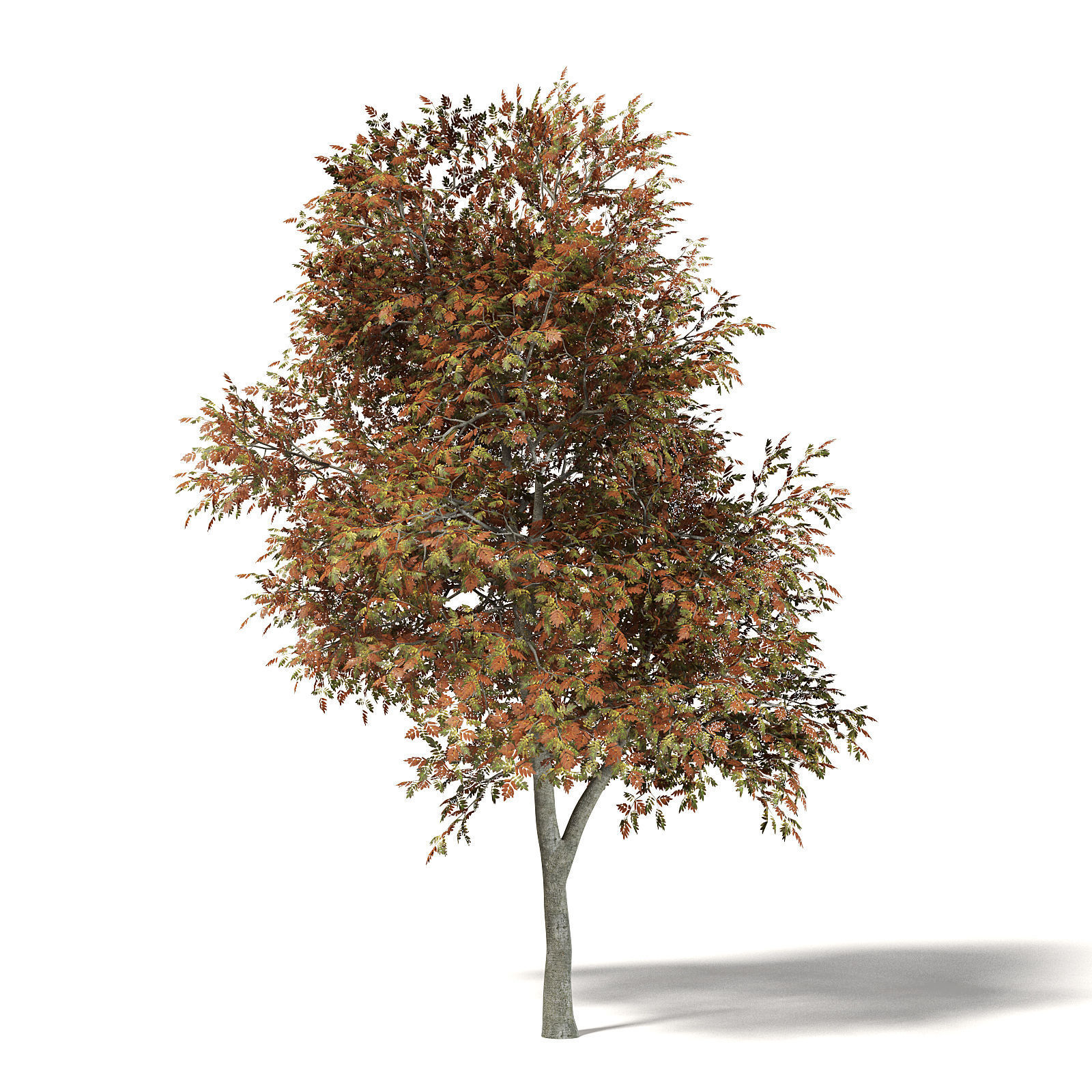 Mountain Ash 3D Model 8m 3D model_2