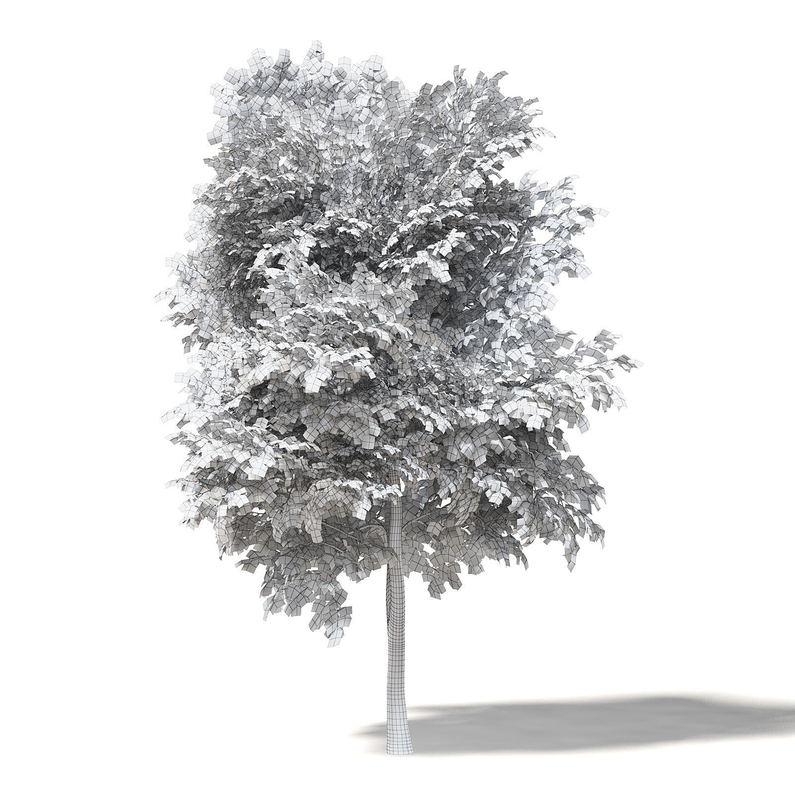 Mountain Ash 3D Model 8m 3D model_1