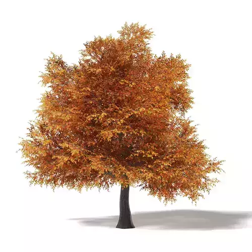 Common Oak 3D Model 17m