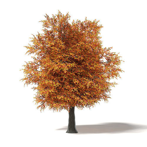 Common Oak 3D Model 7m 3D model
