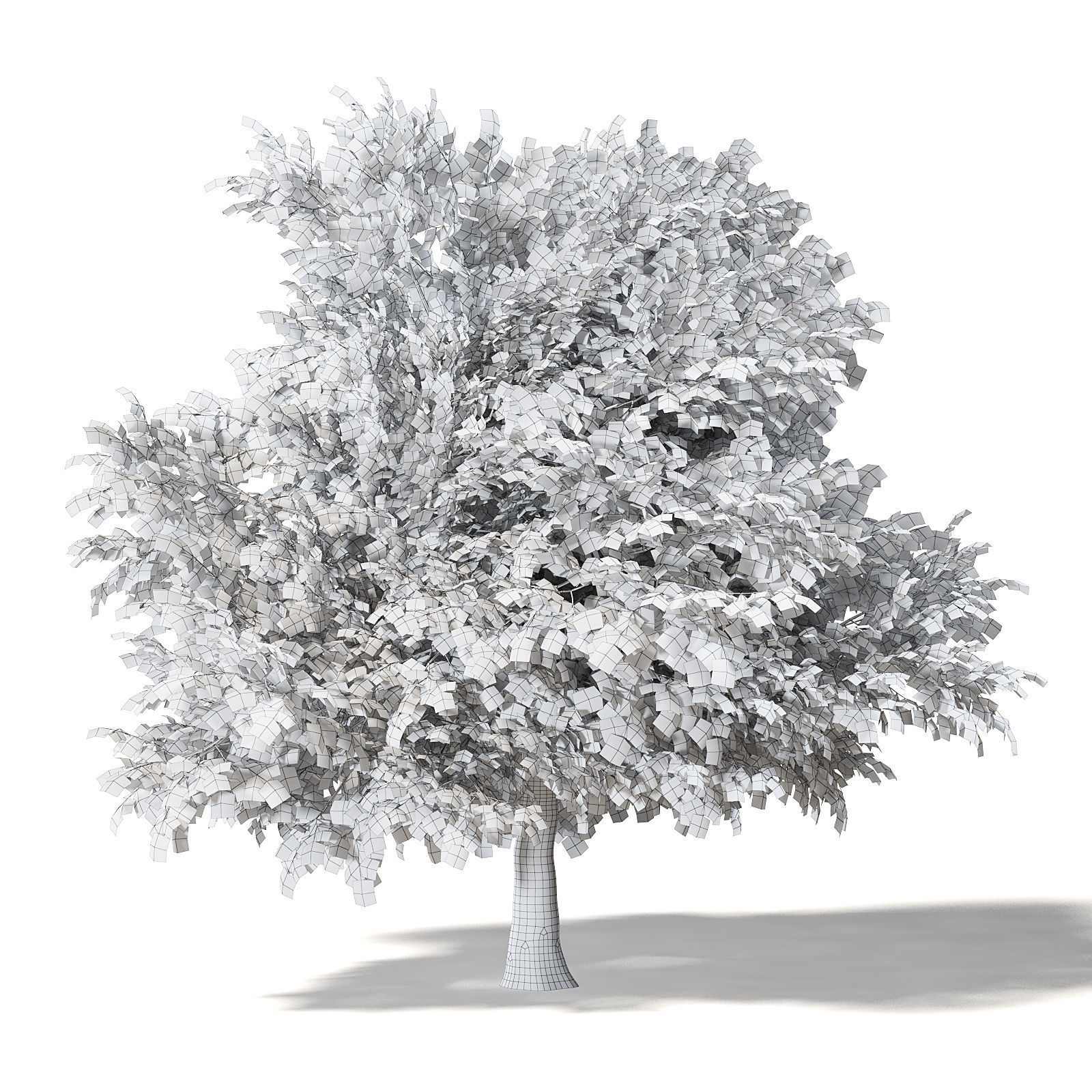 Common Oak 3D Model 6m 3D model_6
