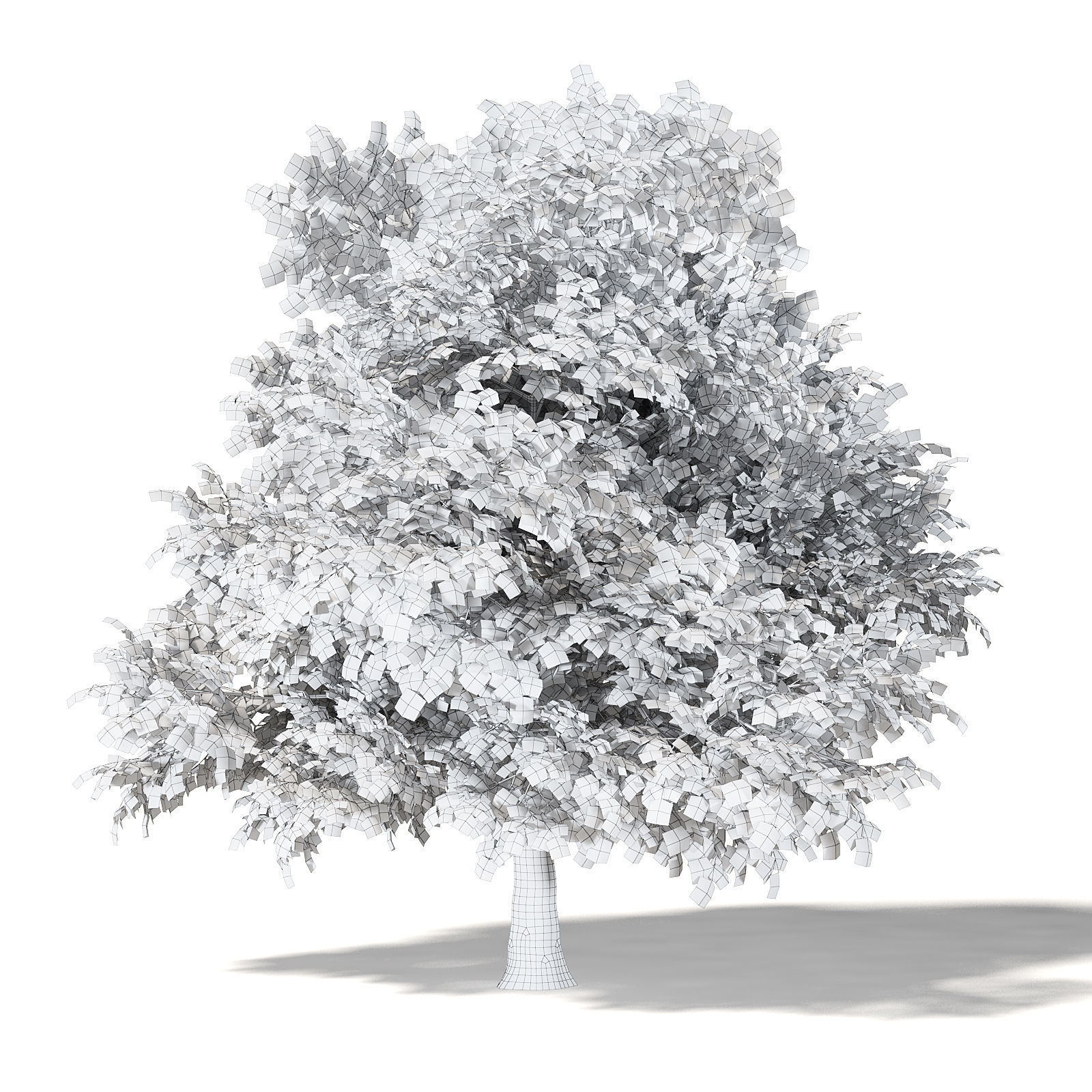 Common Oak 3D Model 6m 3D model_4