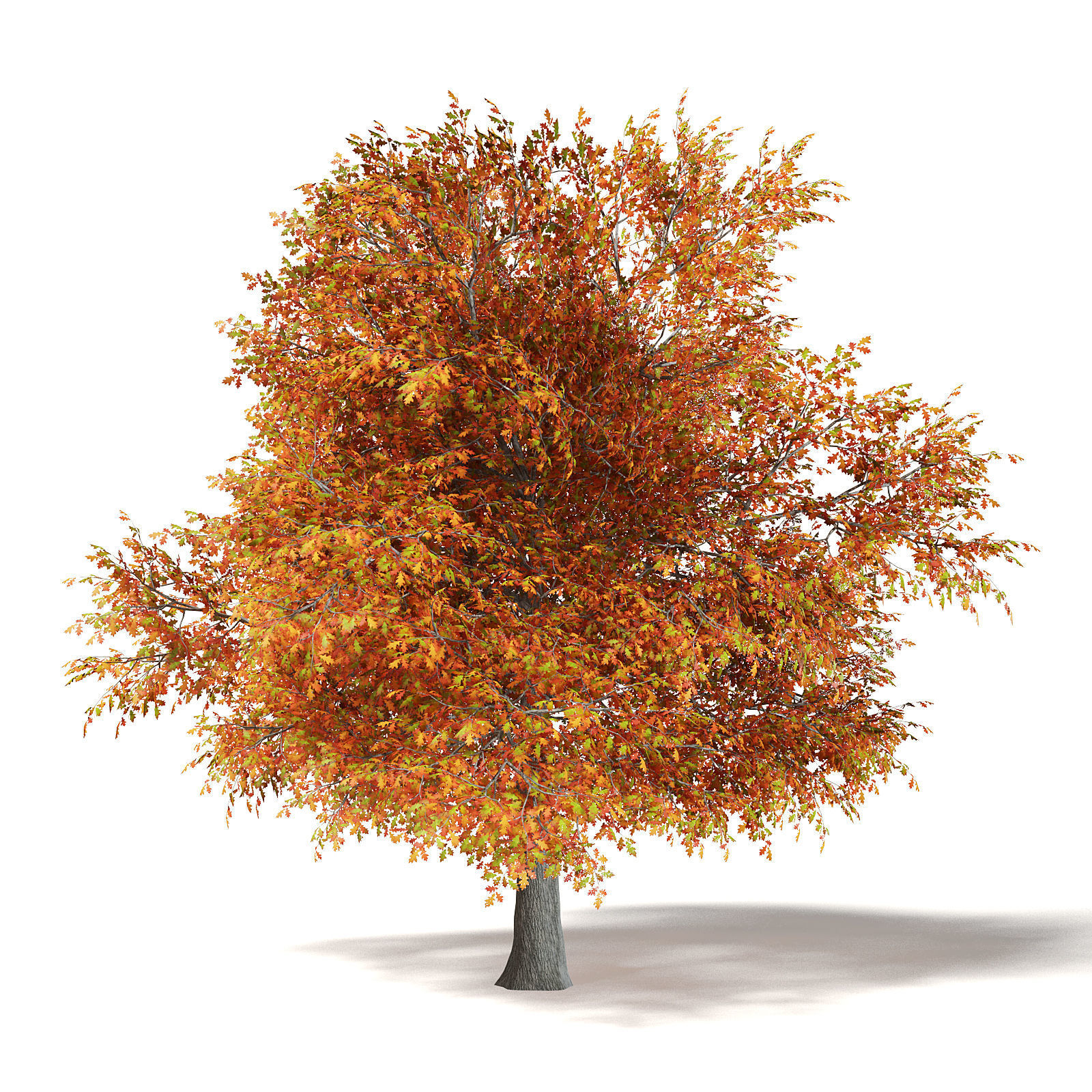 Common Oak 3D Model 6m 3D model_2