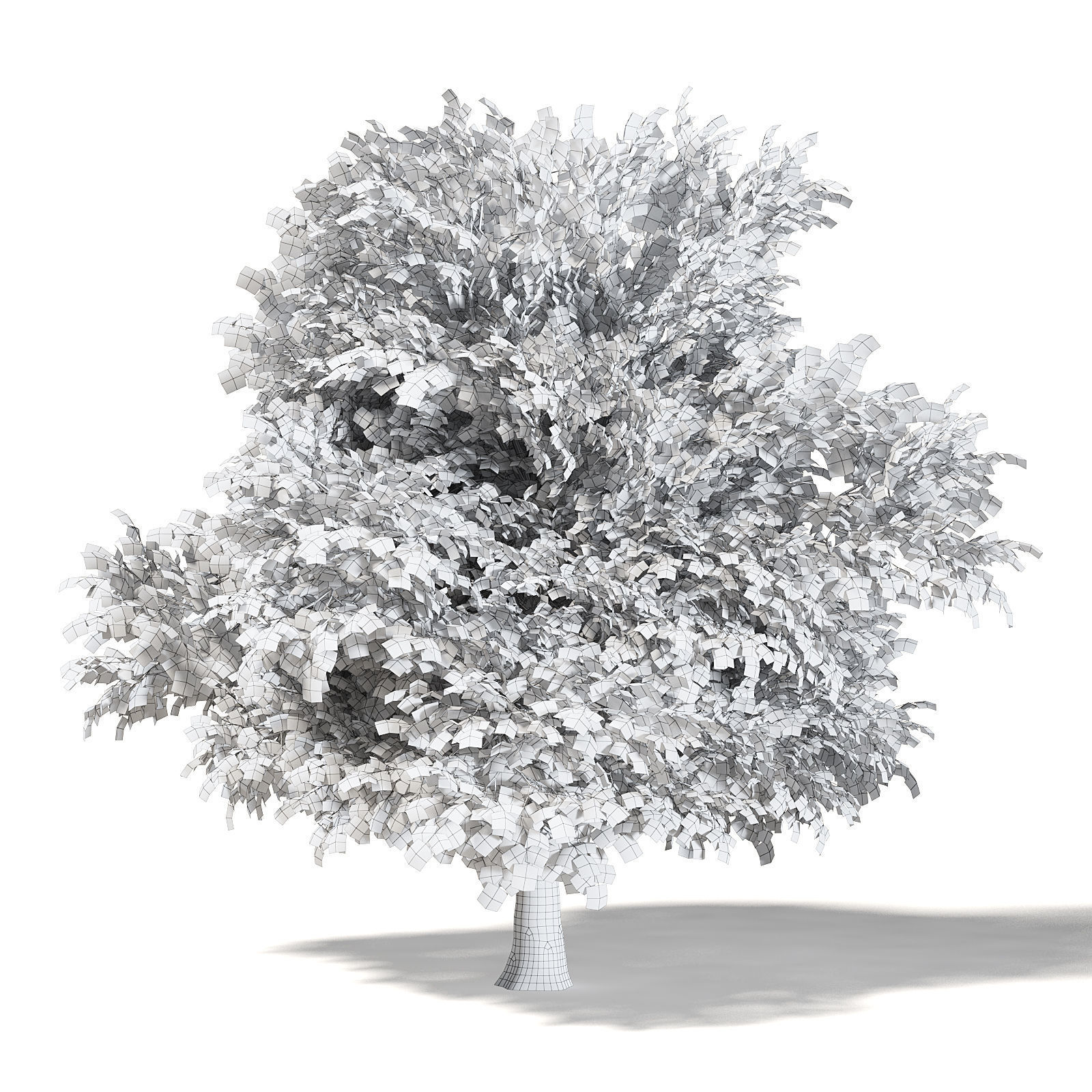 Common Oak 3D Model 6m 3D model_3