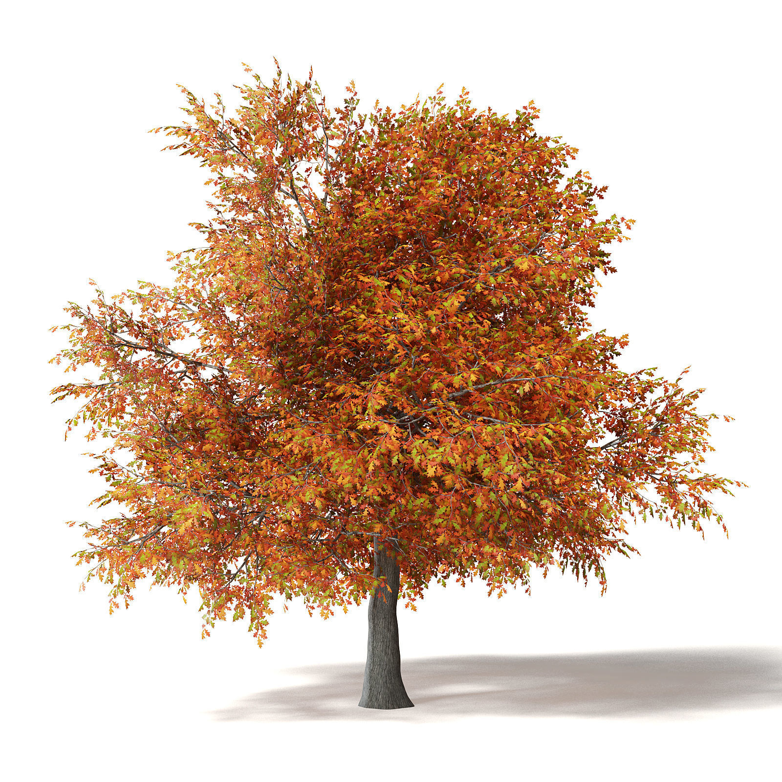 Common Oak 3D Model 6m 3D model_7