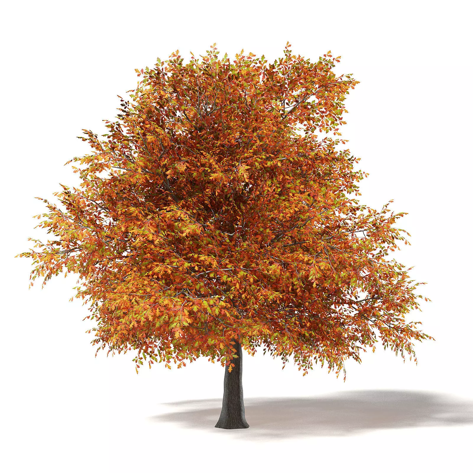 Common Oak 3D Model 6m 3D model_0