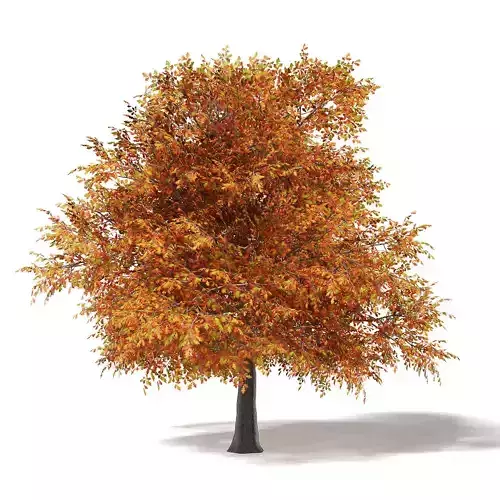 Common Oak 3D Model 6m