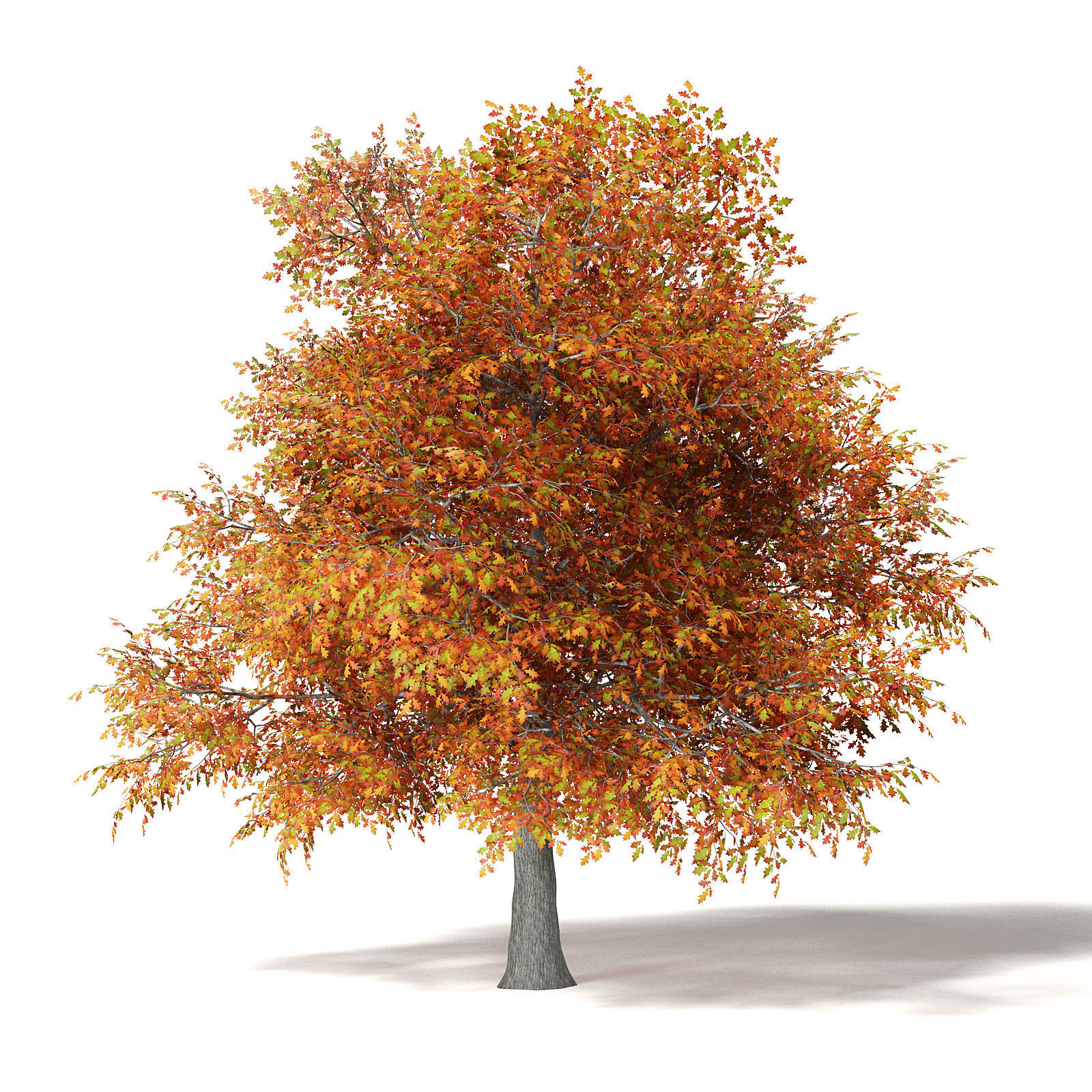Common Oak 3D Model 6m 3D model_5