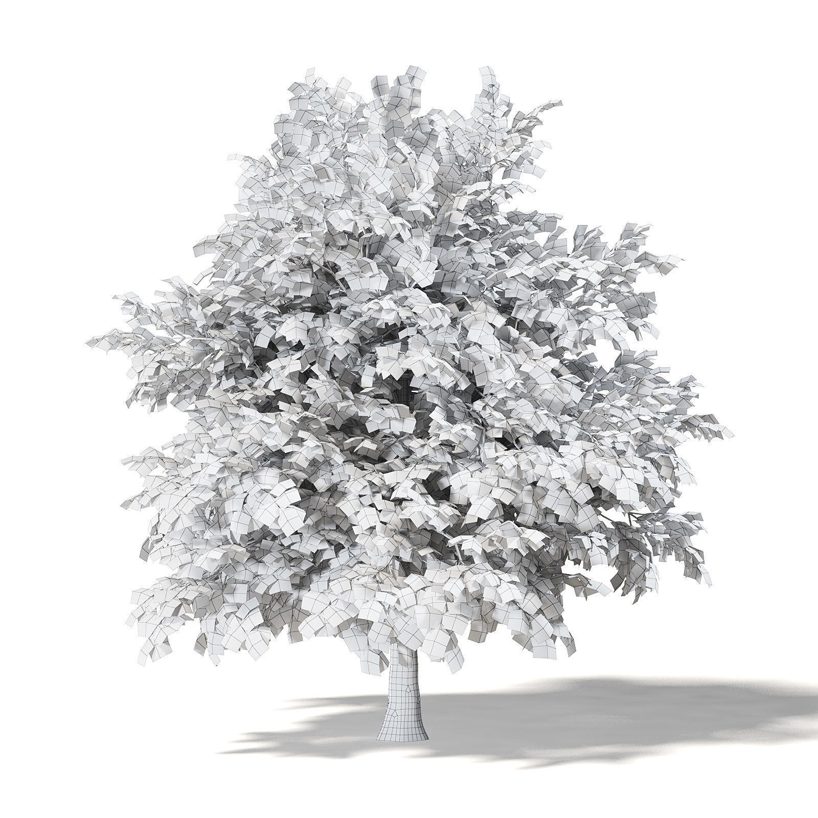Common Oak 3D Model 4m 3D model_7