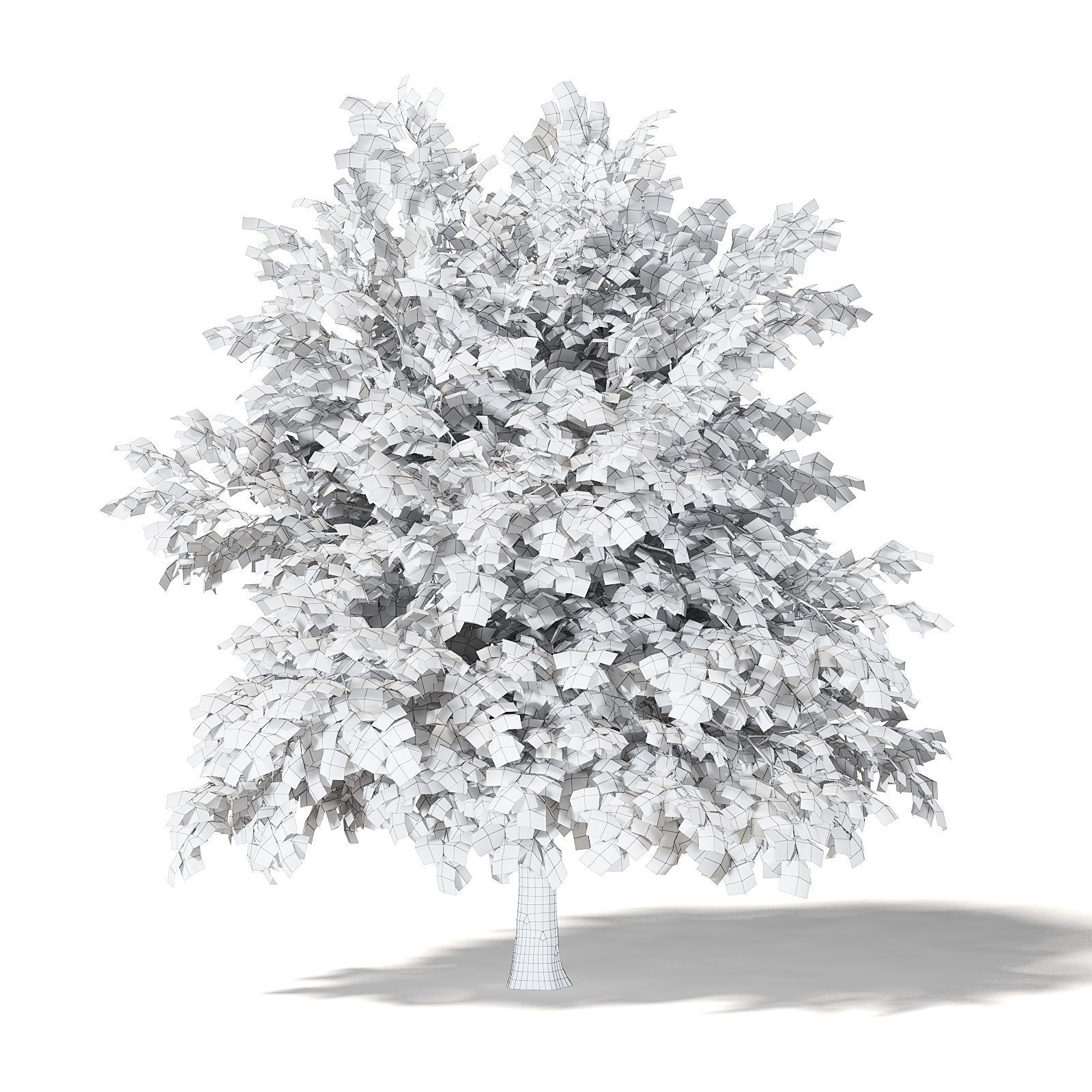Common Oak 3D Model 4m 3D model_5