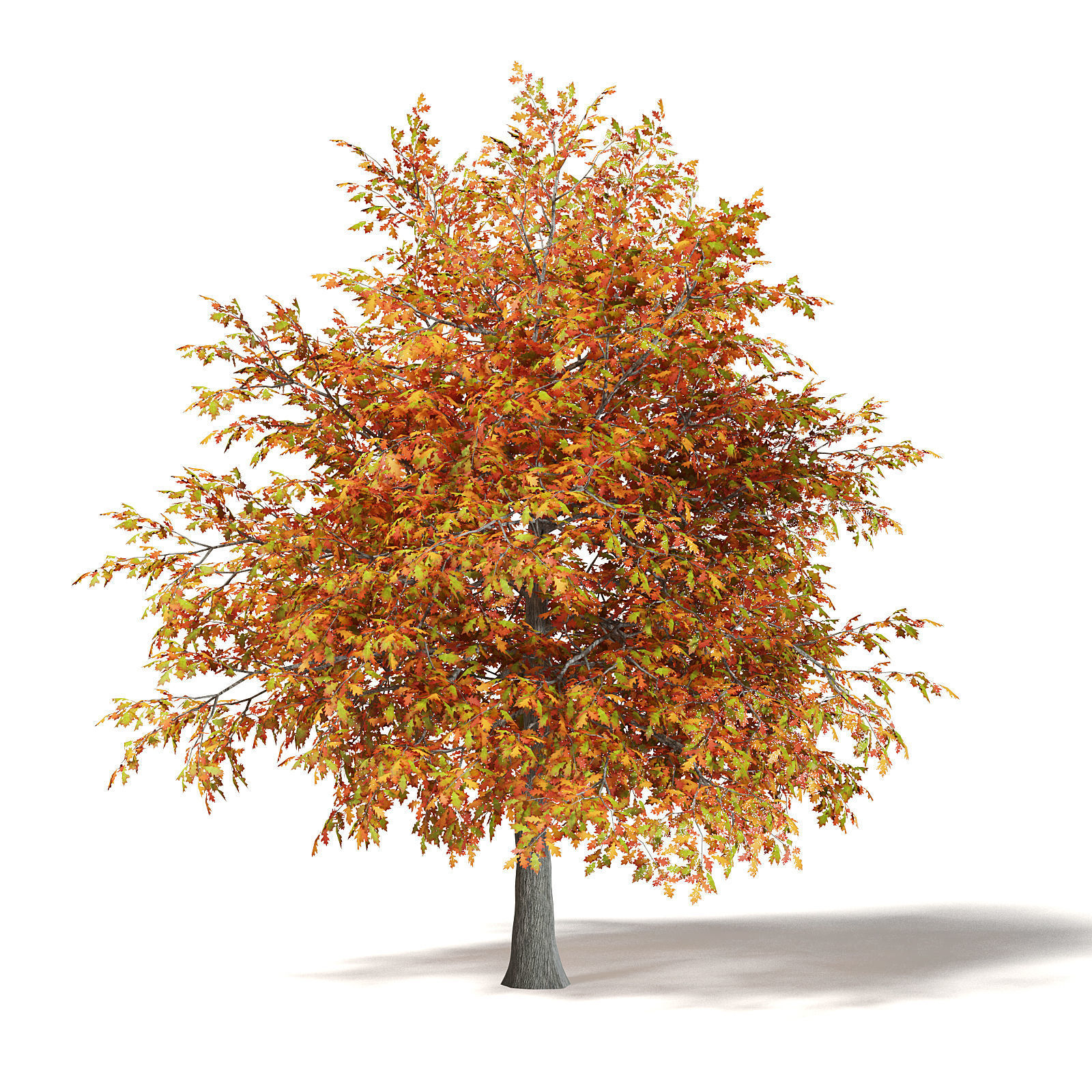 Common Oak 3D Model 4m 3D model_2