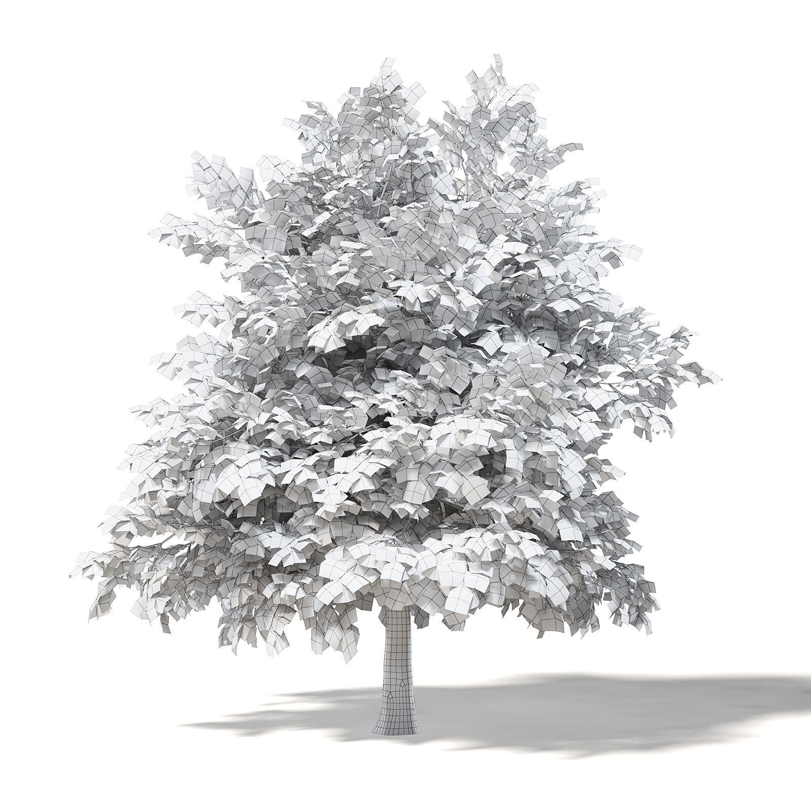 Common Oak 3D Model 4m 3D model_1