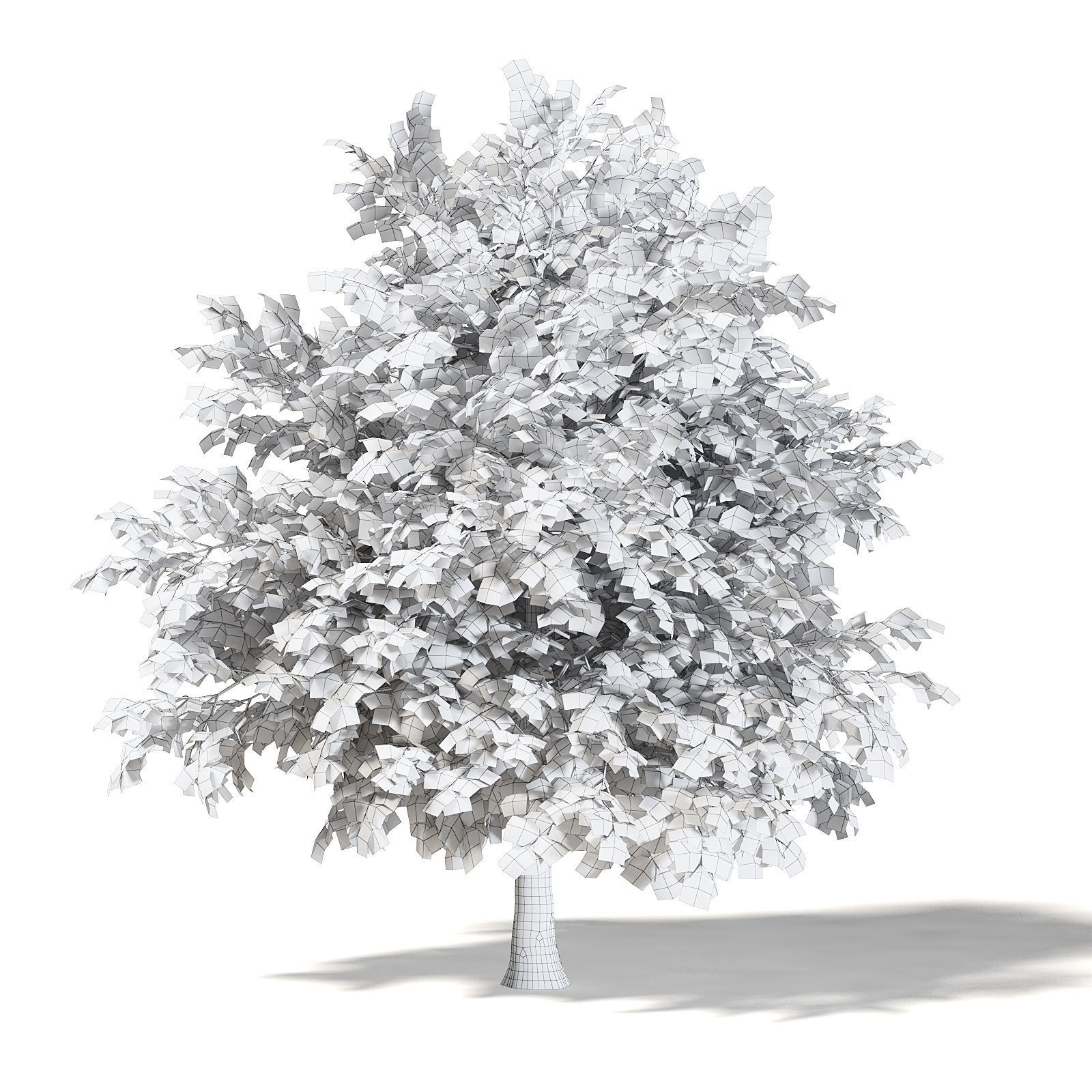 Common Oak 3D Model 4m 3D model_3