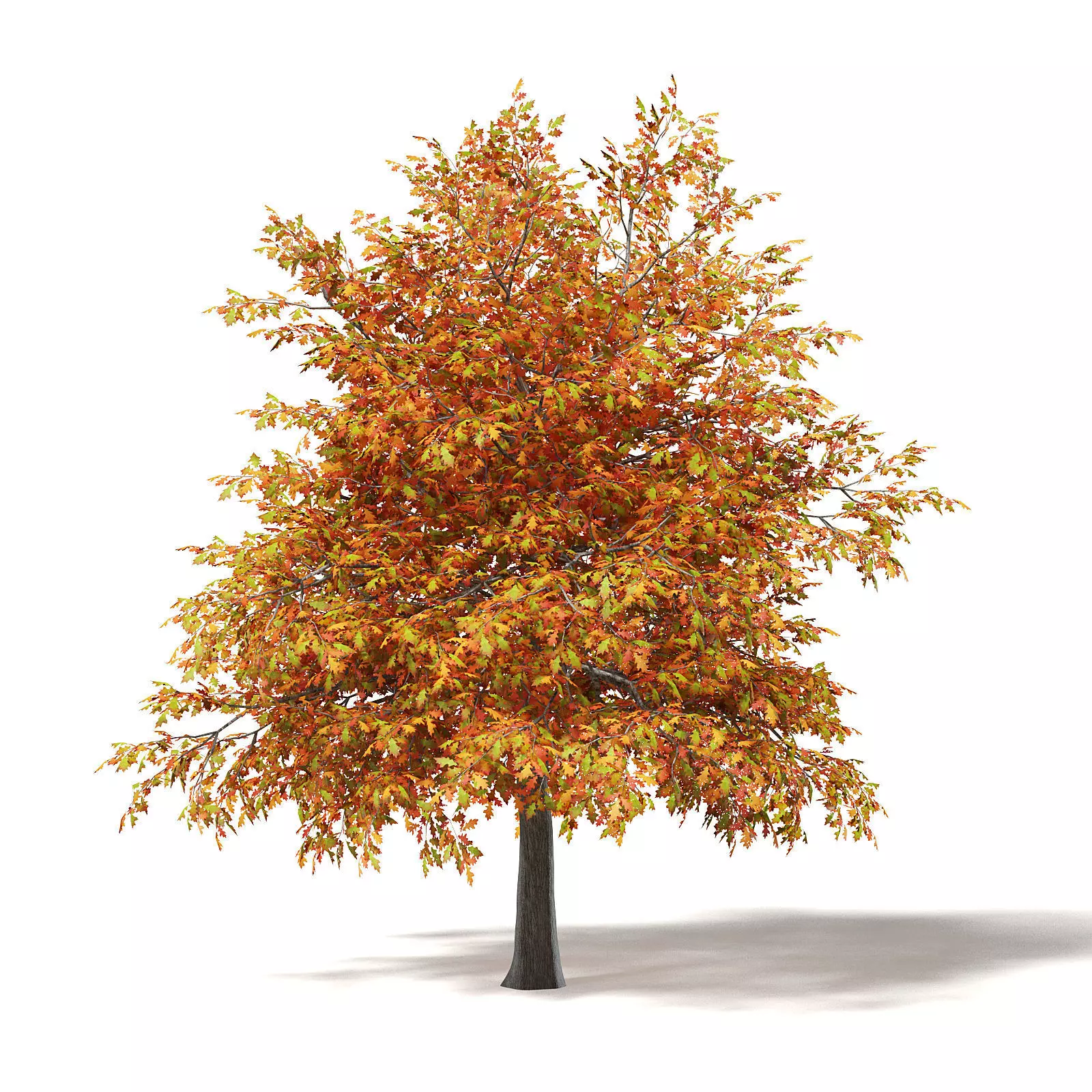 Common Oak 3D Model 4m 3D model_0