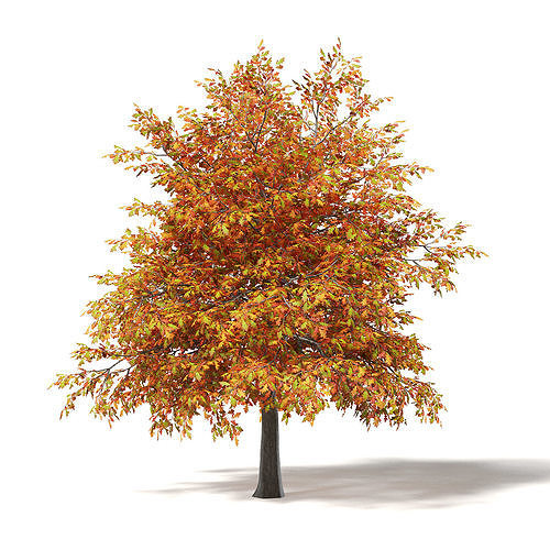Common Oak 3D Model 4m 3D model