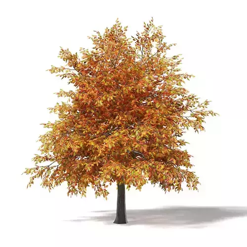 Common Oak 3D Model 4m 3D model