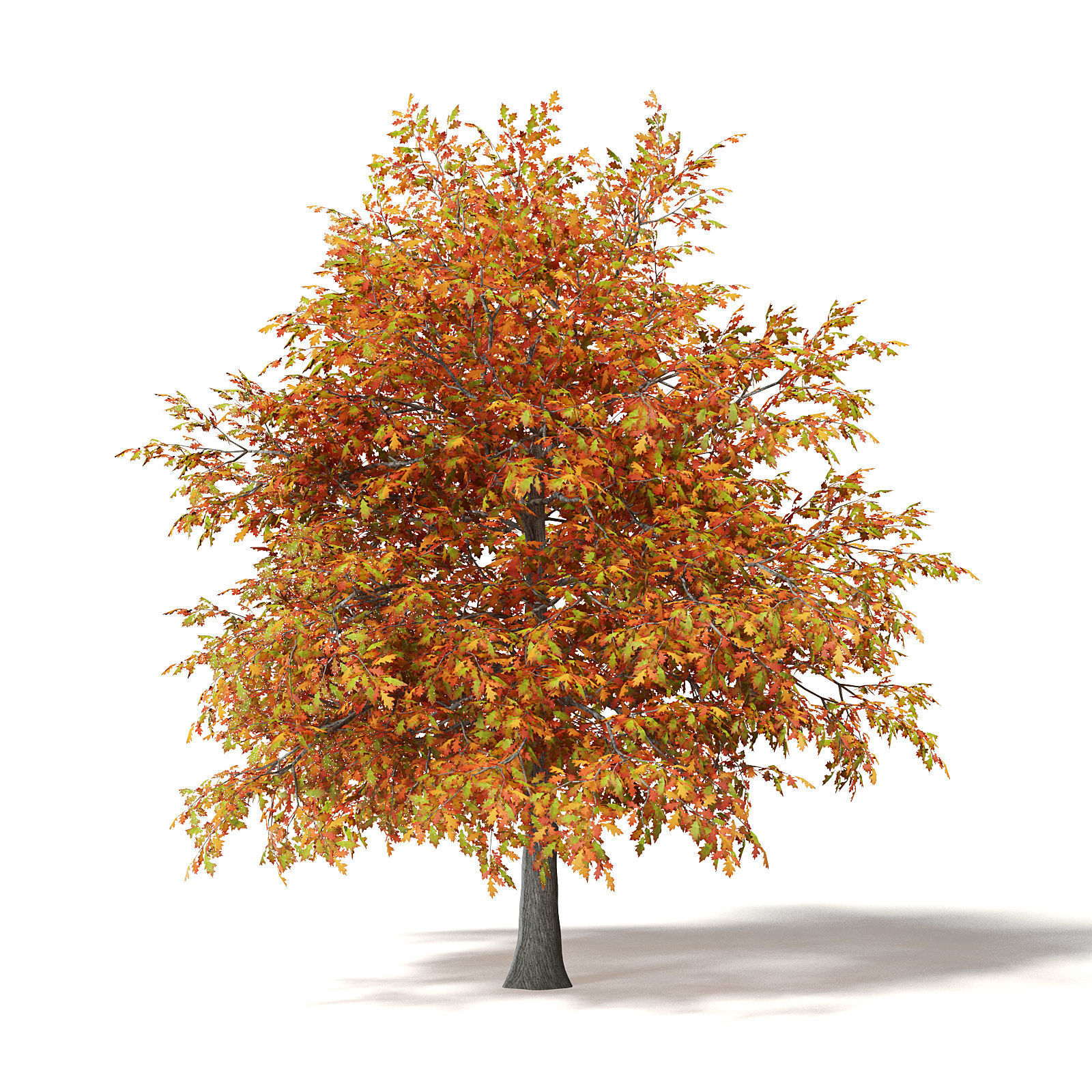 Common Oak 3D Model 4m 3D model_6