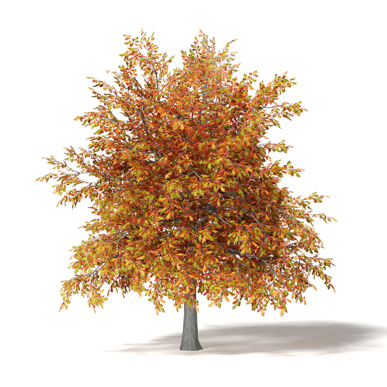 Common Oak 3D Model 4m 3D model_4