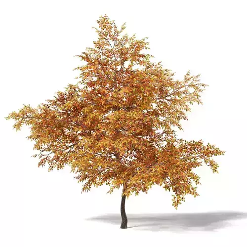 Common Oak 3D Model 7m 3D model