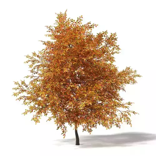 Common Oak 3D Model 6m