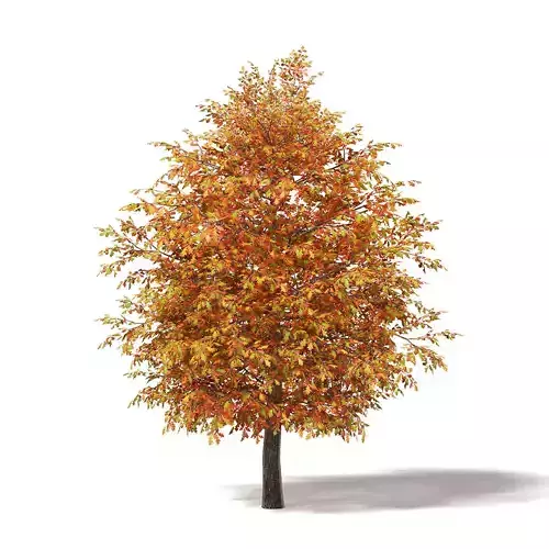 Common Oak 3D Model 5m