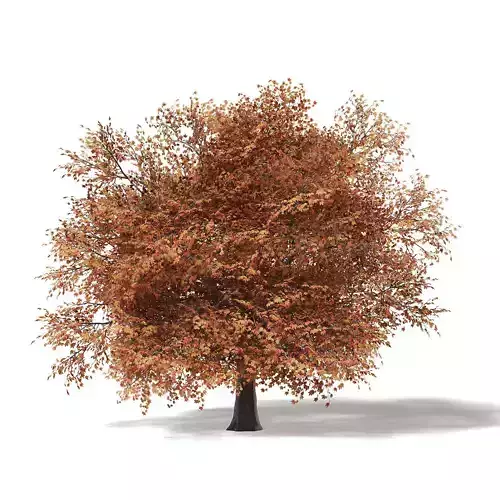 Sugar Maple 3D Model 10m