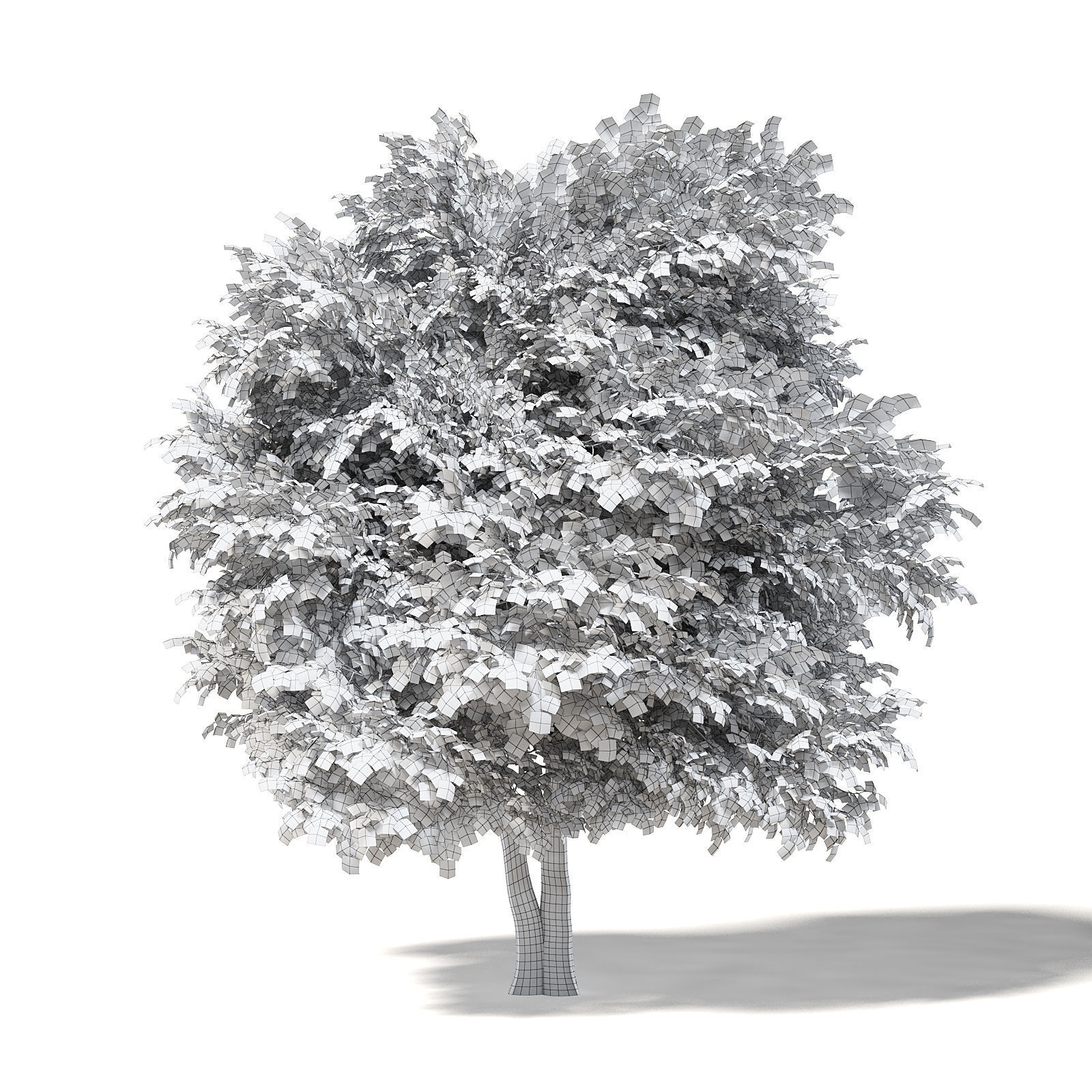 Sugar Maple 3D Model 9m 3D model_1