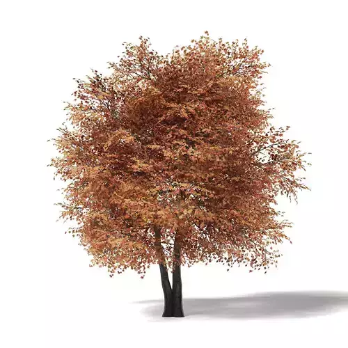 Sugar Maple 3D Model 9m