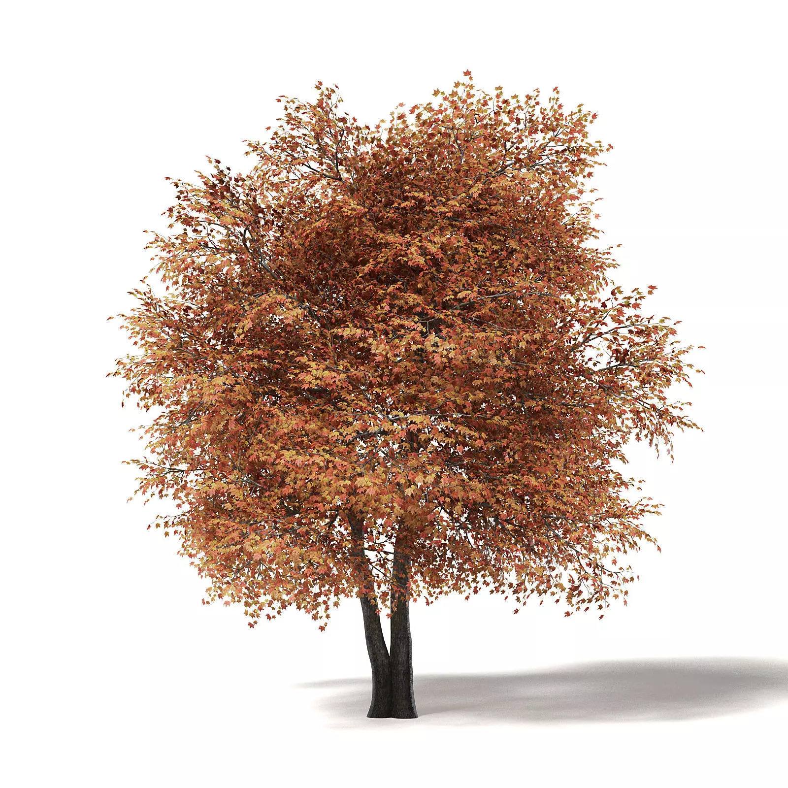 Sugar Maple 3D Model 9m 3D model_0
