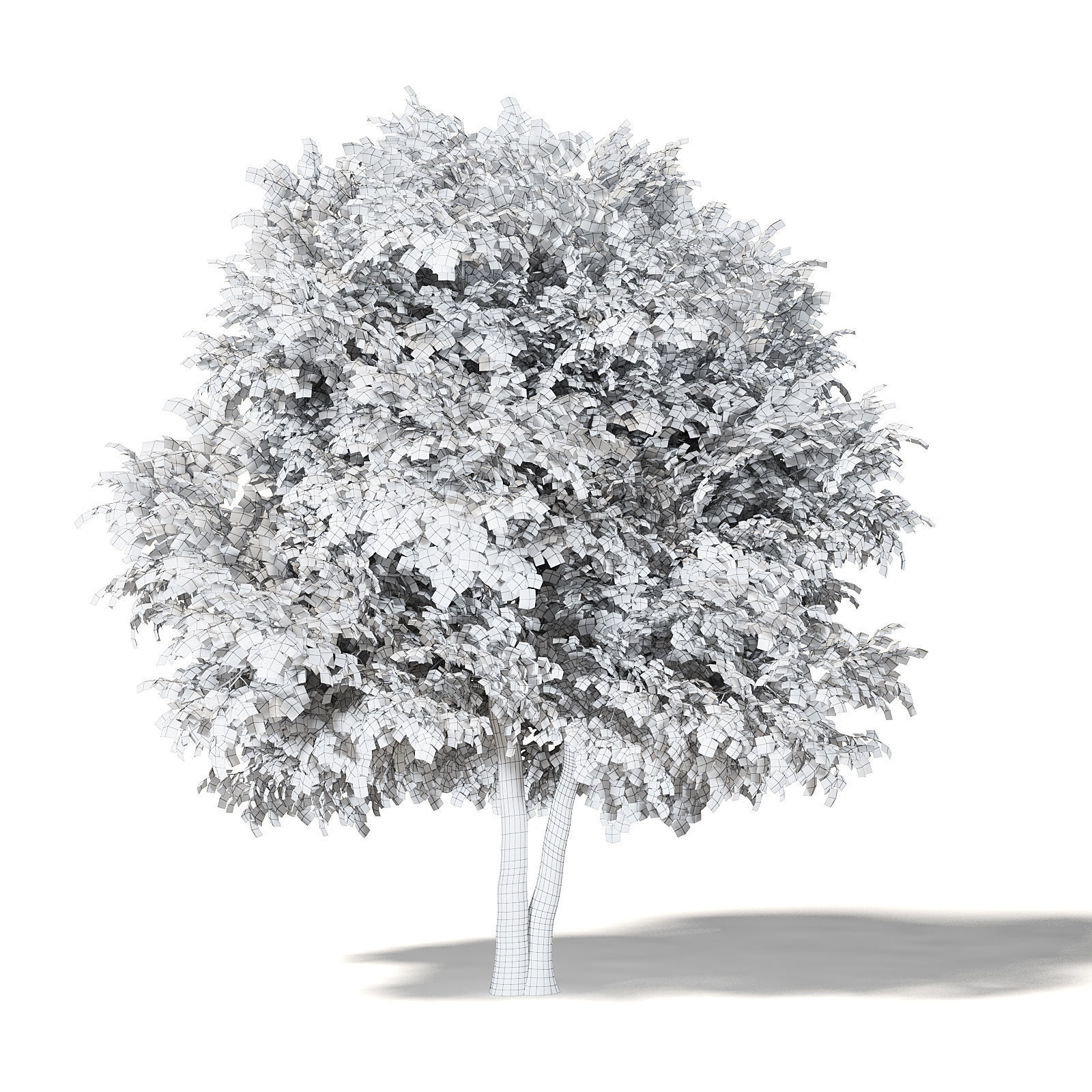 Sugar Maple 3D Model 9m 3D model_4