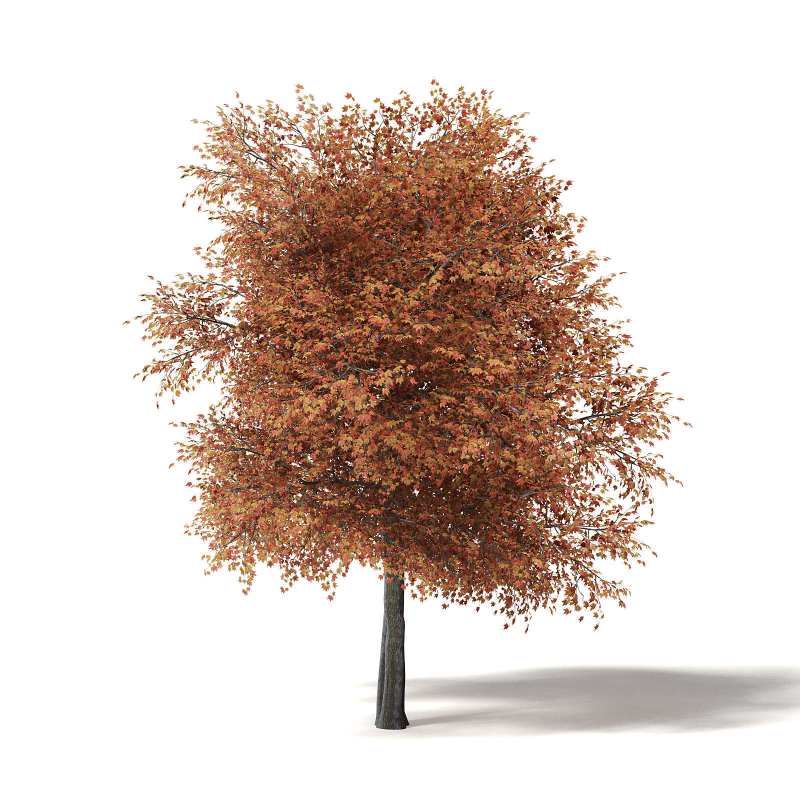 Sugar Maple 3D Model 9m 3D model_7