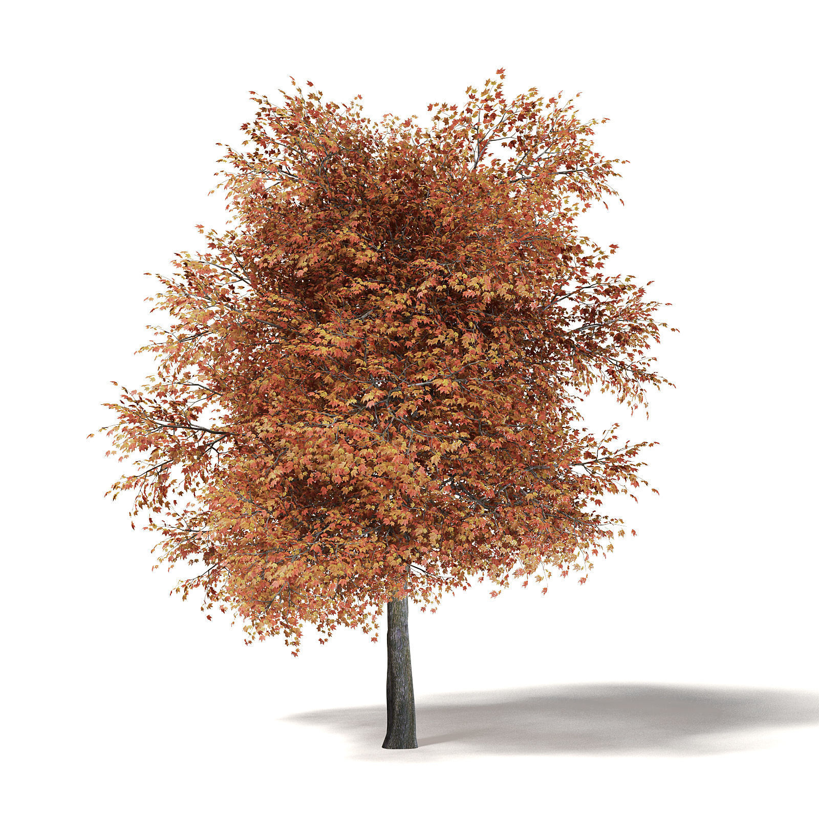 Sugar Maple 3D Model 9m 3D model_3