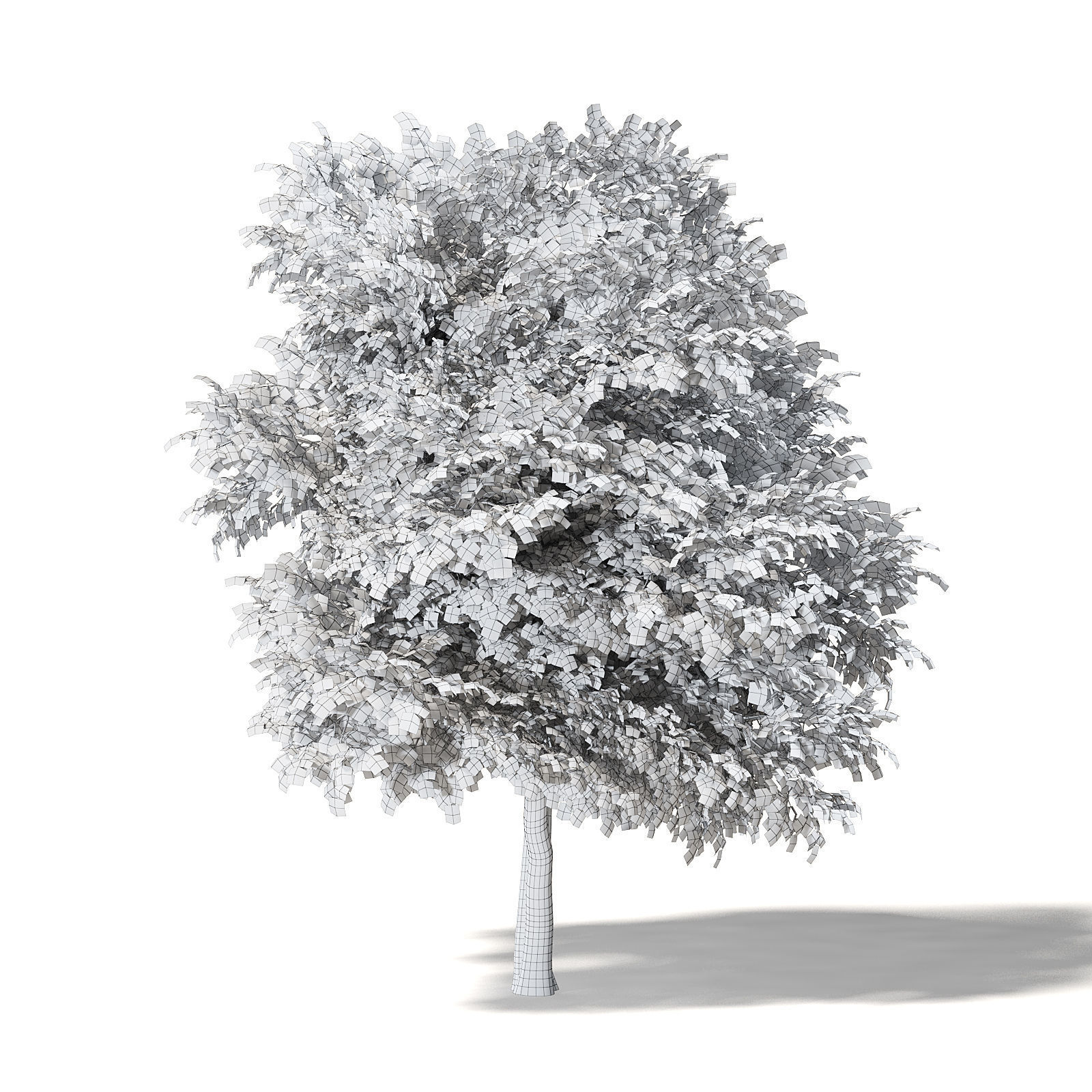 Sugar Maple 3D Model 9m 3D model_6