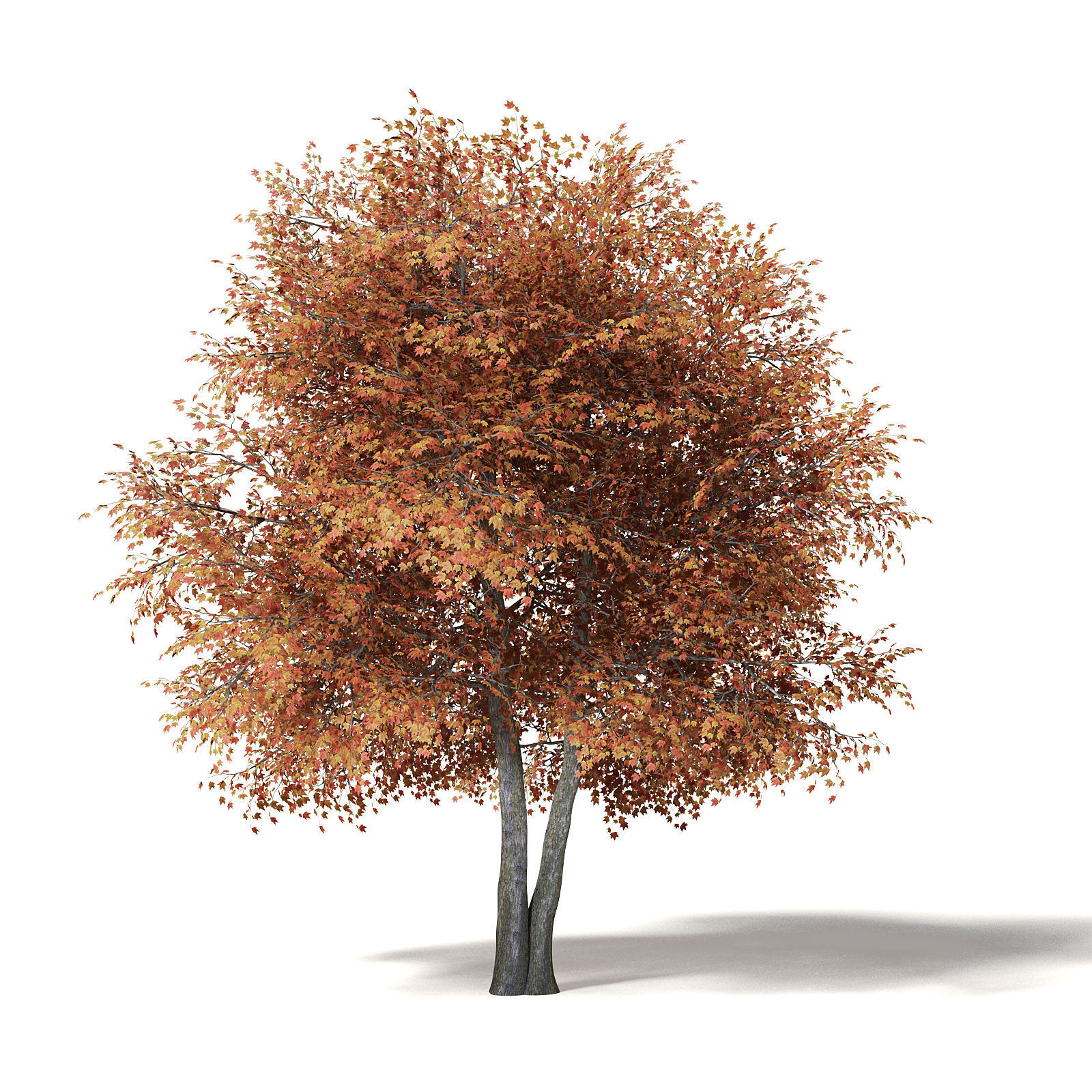 Sugar Maple 3D Model 9m 3D model_5