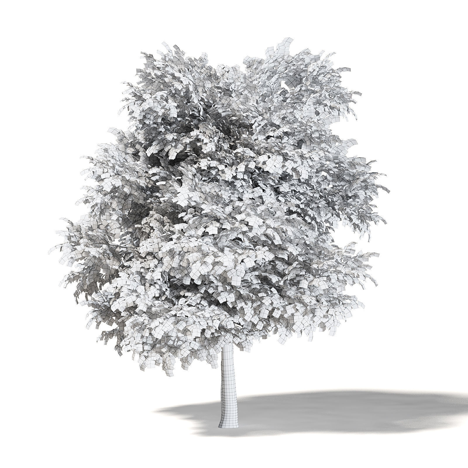 Sugar Maple 3D Model 9m 3D model_2