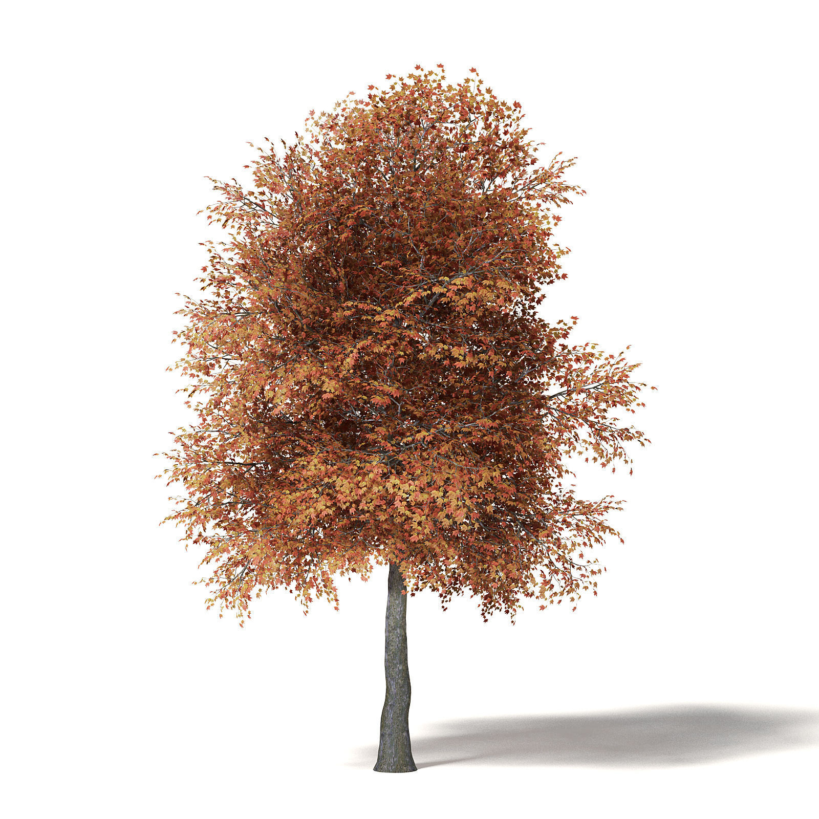 Sugar Maple 3D Model 10m 3D model_4