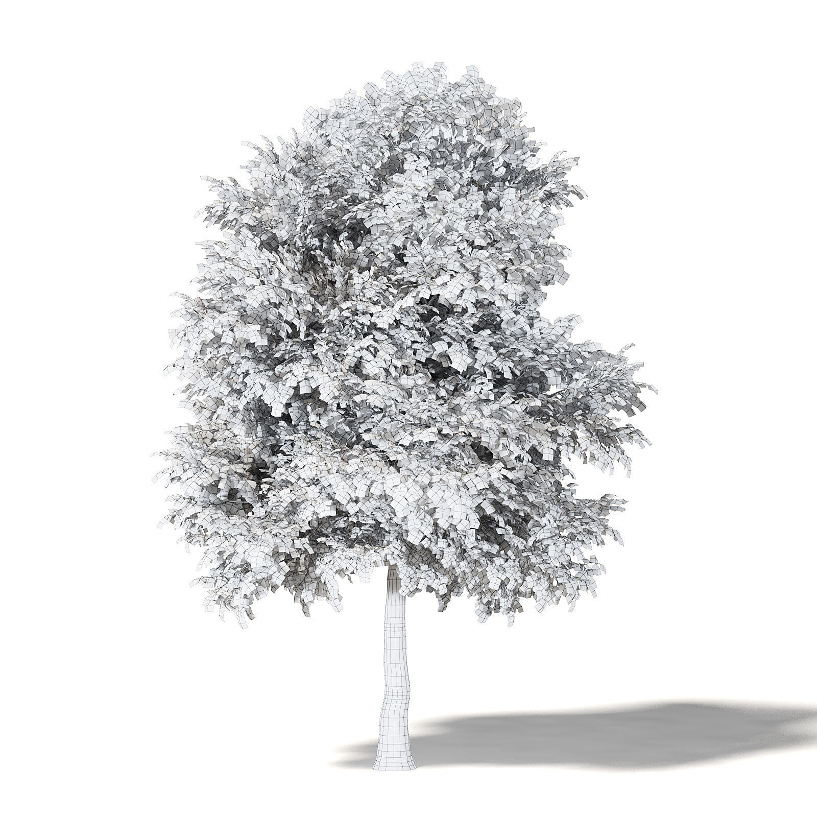 Sugar Maple 3D Model 10m 3D model_5