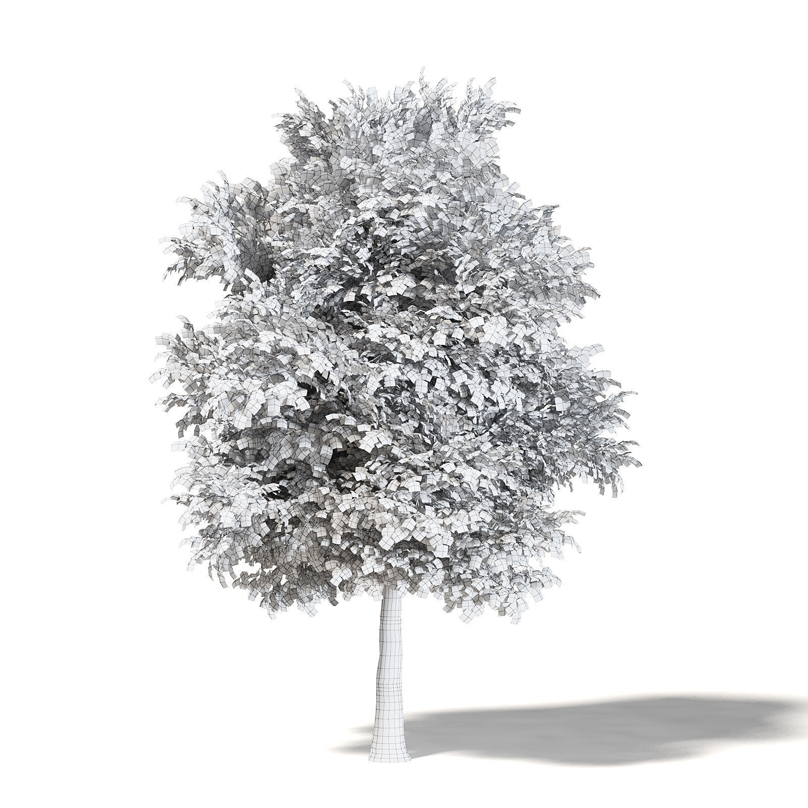 Sugar Maple 3D Model 10m 3D model_3