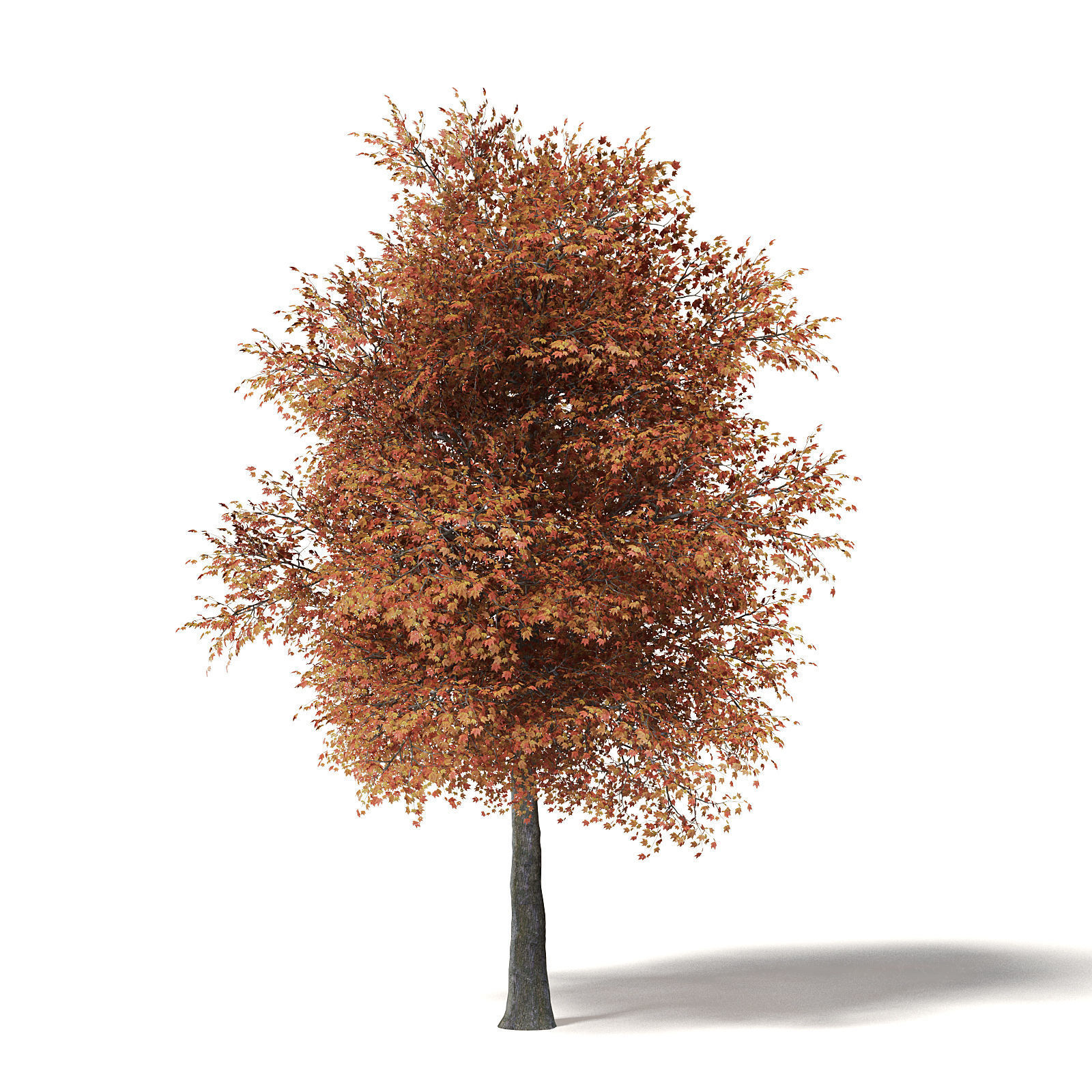 Sugar Maple 3D Model 10m 3D model_6