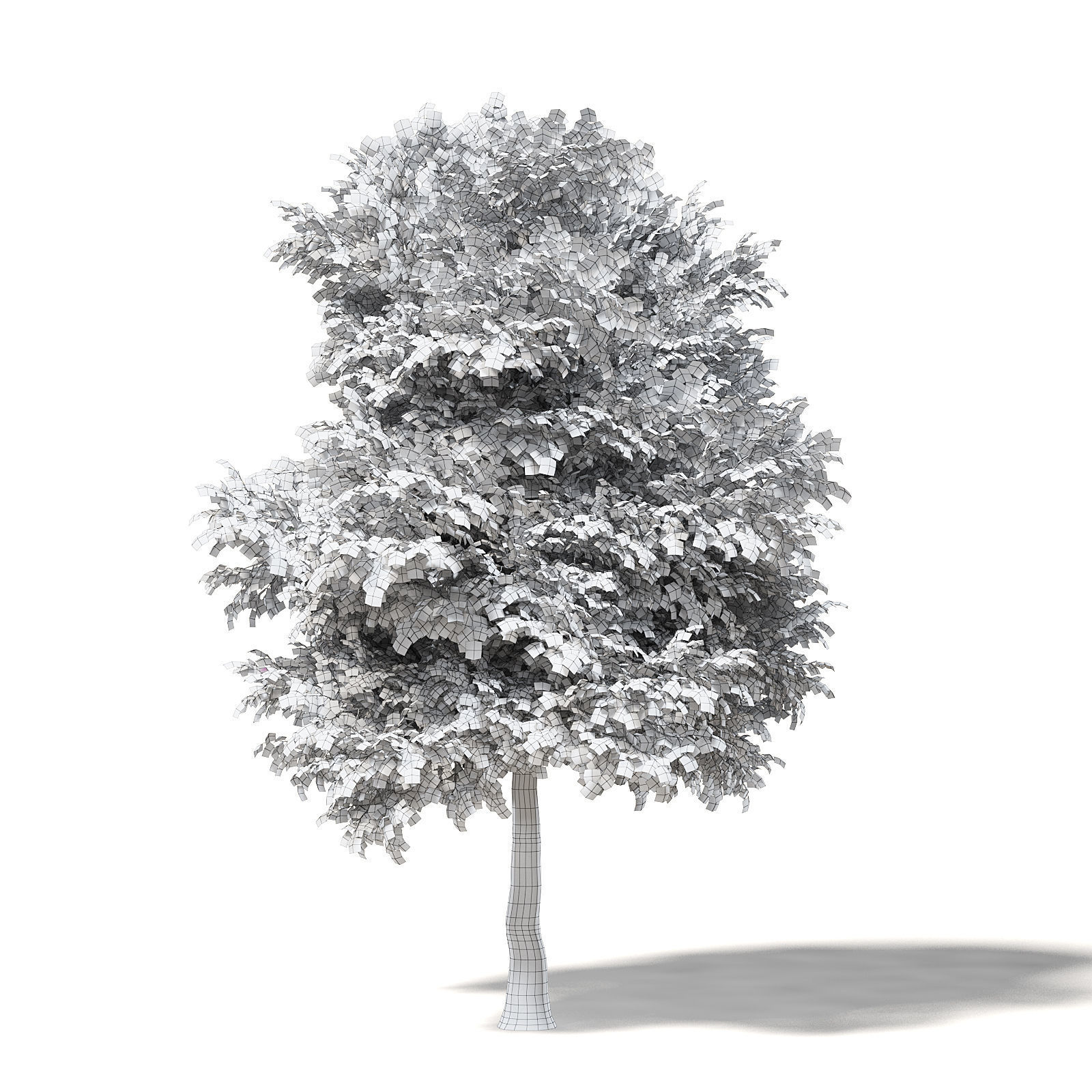 Sugar Maple 3D Model 10m 3D model_1