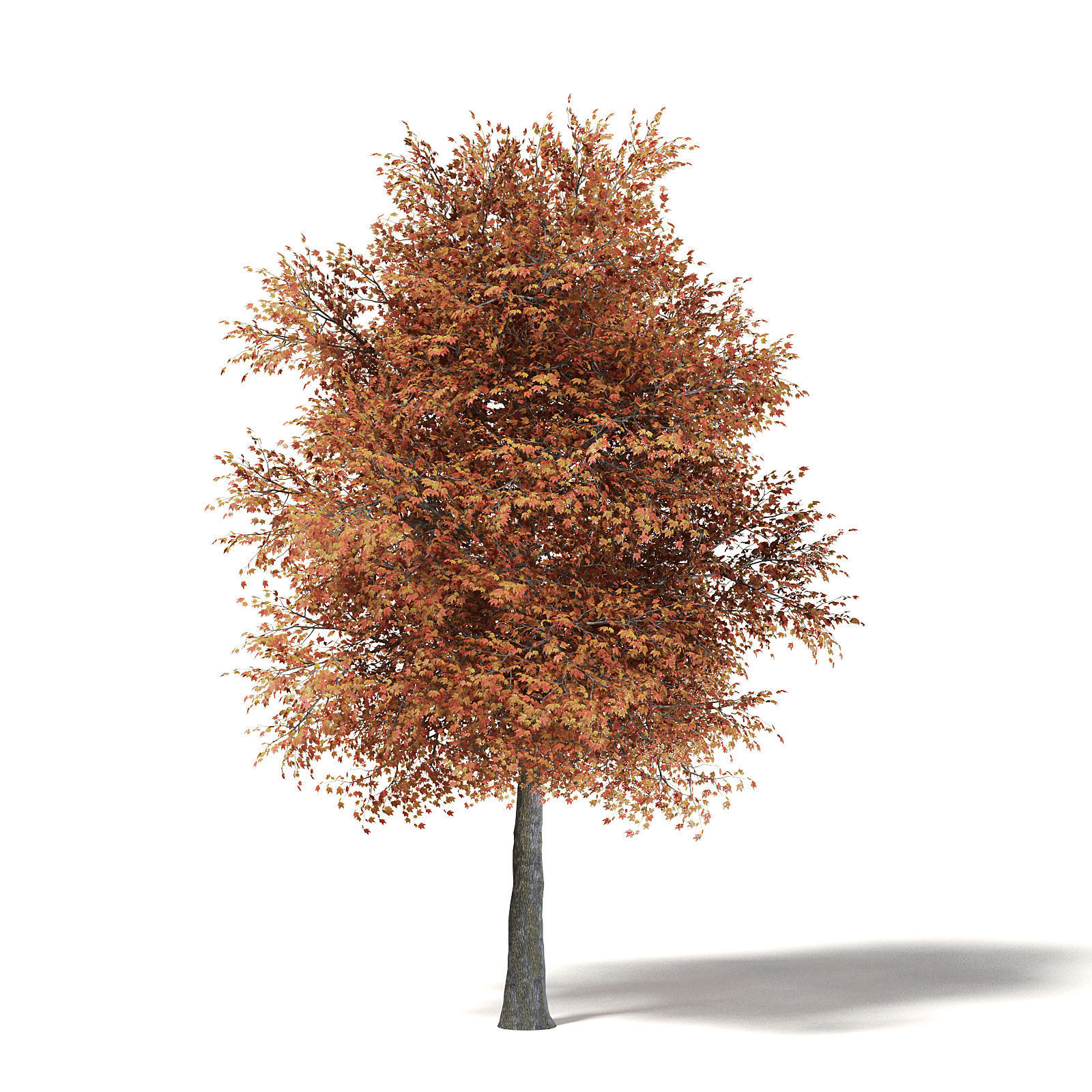 Sugar Maple 3D Model 10m 3D model_2