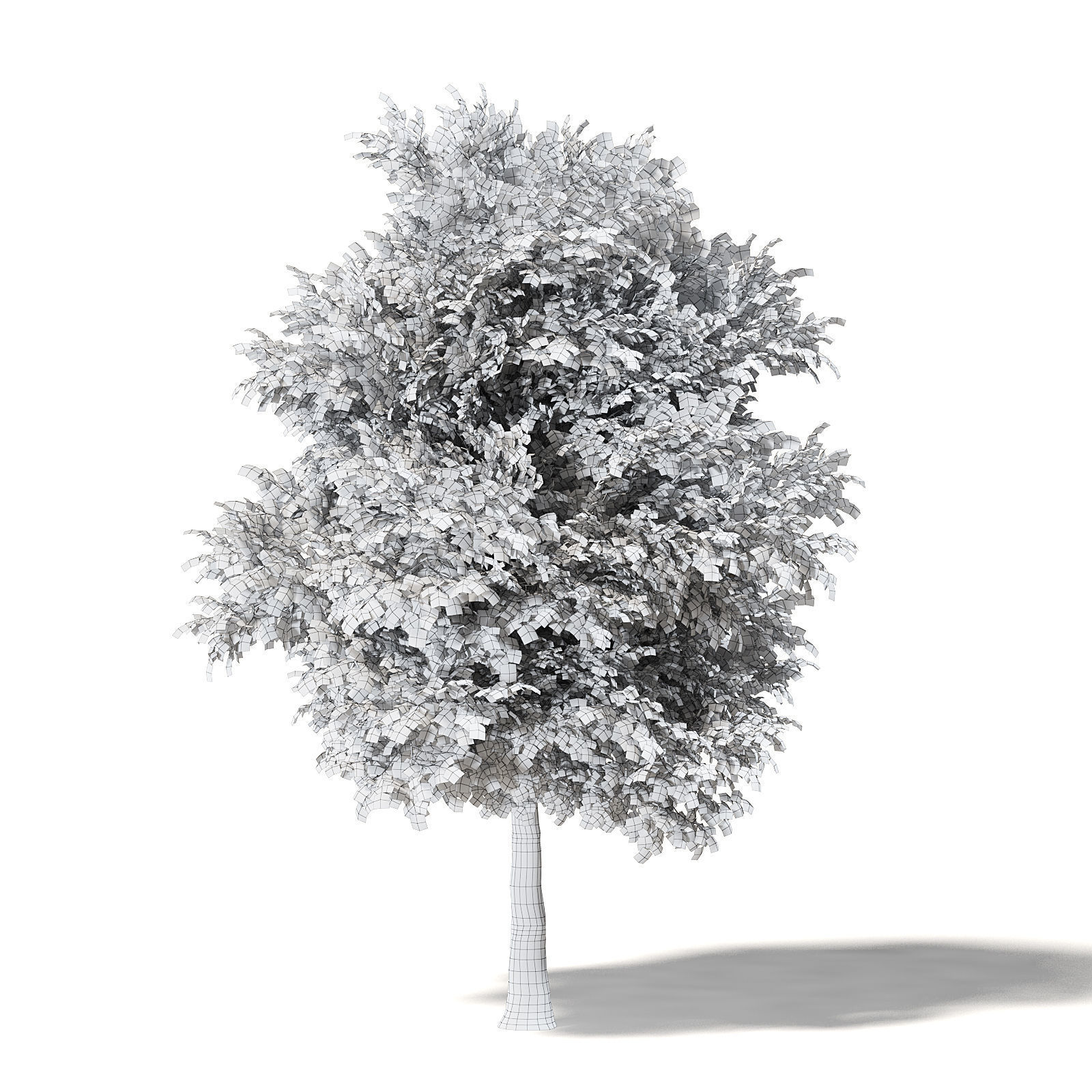 Sugar Maple 3D Model 10m 3D model_7