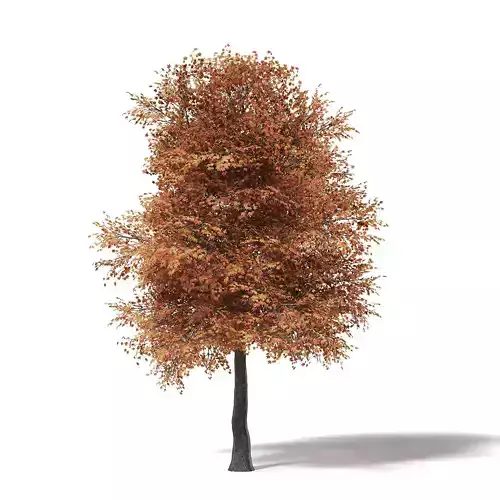 Sugar Maple 3D Model 10m