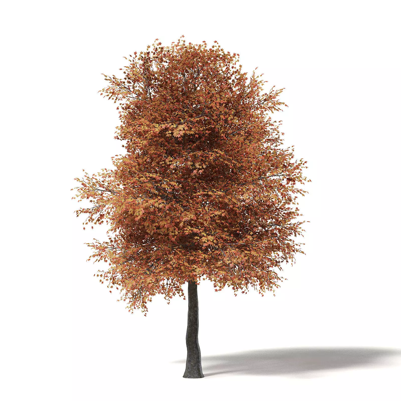 Sugar Maple 3D Model 10m 3D model_0