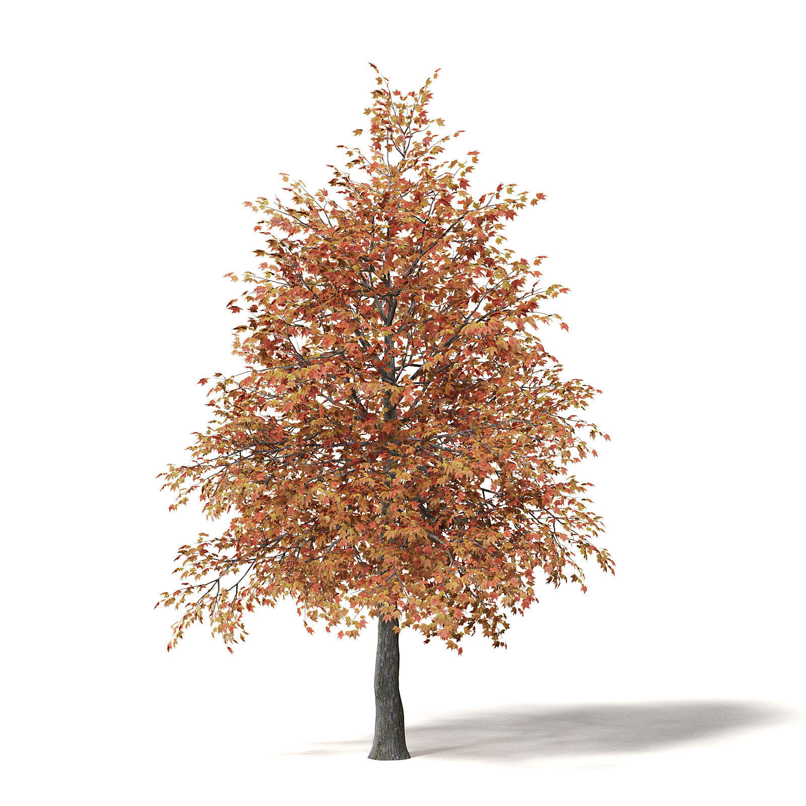 Sugar Maple 3D Model 5m 3D model_6