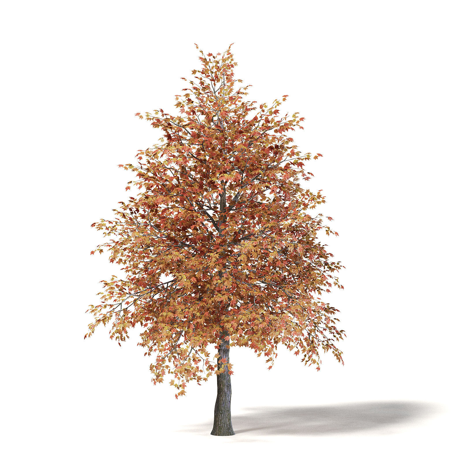 Sugar Maple 3D Model 5m 3D model_2