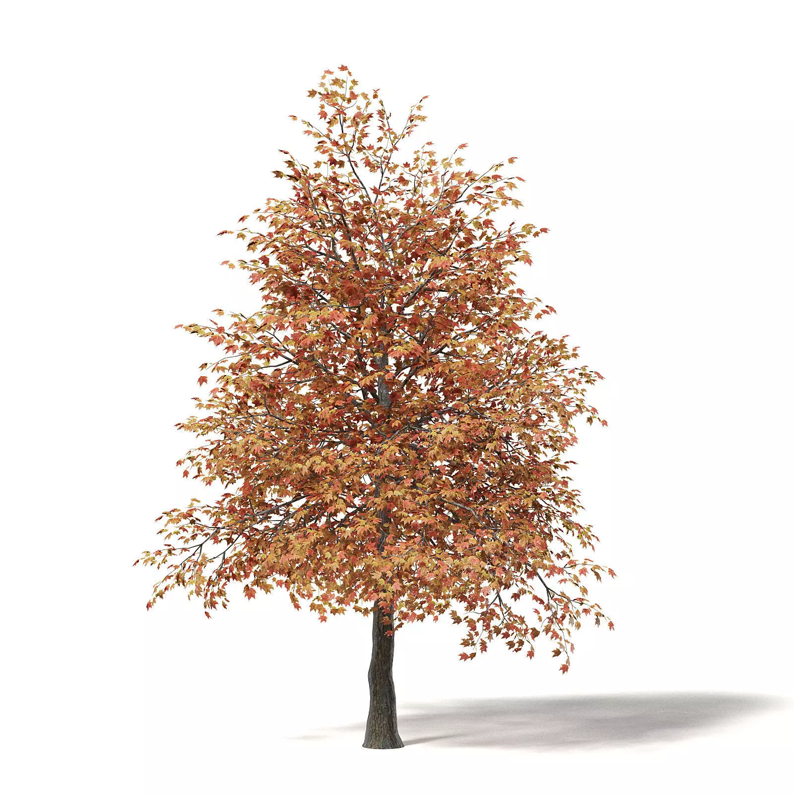Sugar Maple 3D Model 5m 3D model_0