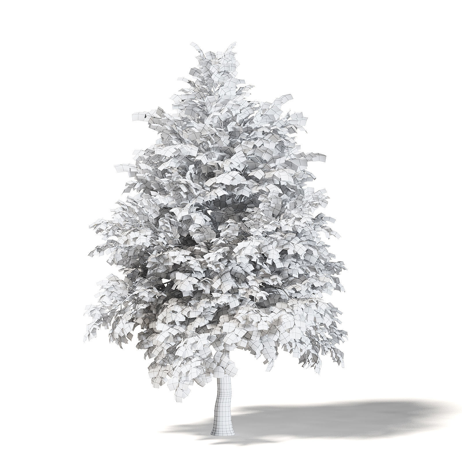 Sugar Maple 3D Model 5m 3D model_3