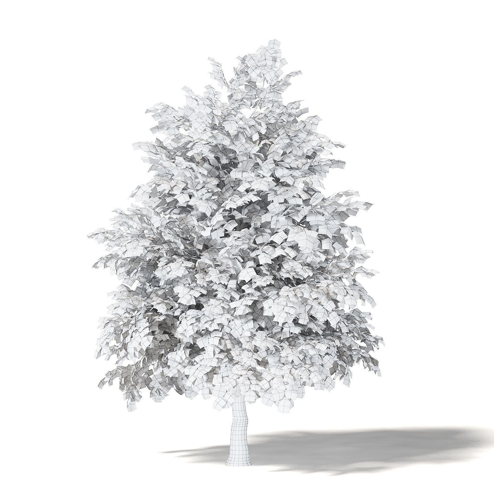 Sugar Maple 3D Model 5m 3D model_5