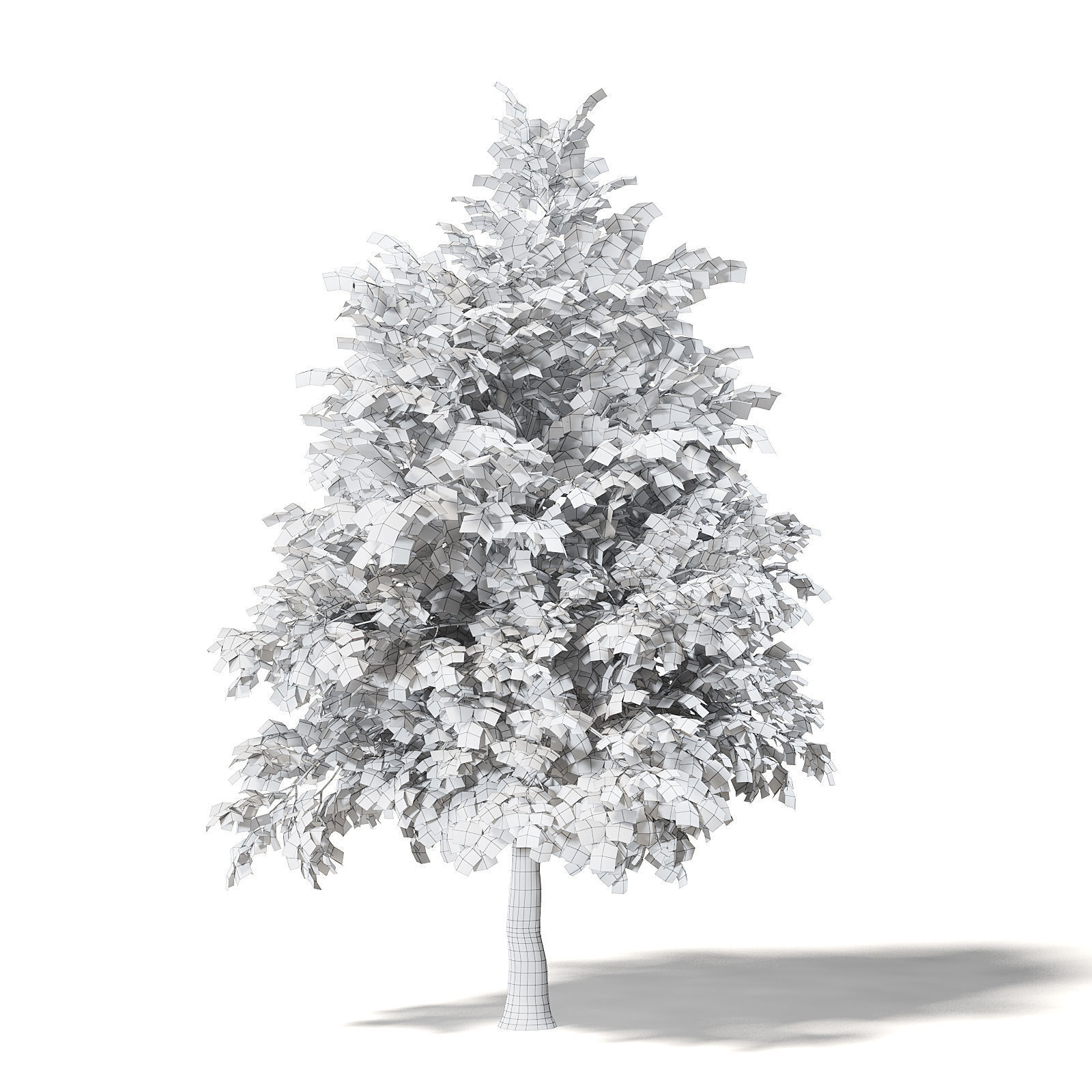 Sugar Maple 3D Model 5m 3D model_7